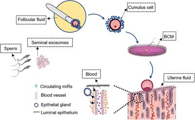 Secreted MicroRNA to Predict Embryo Implantation Outcome: From Research to Clinical Diagnostic Application